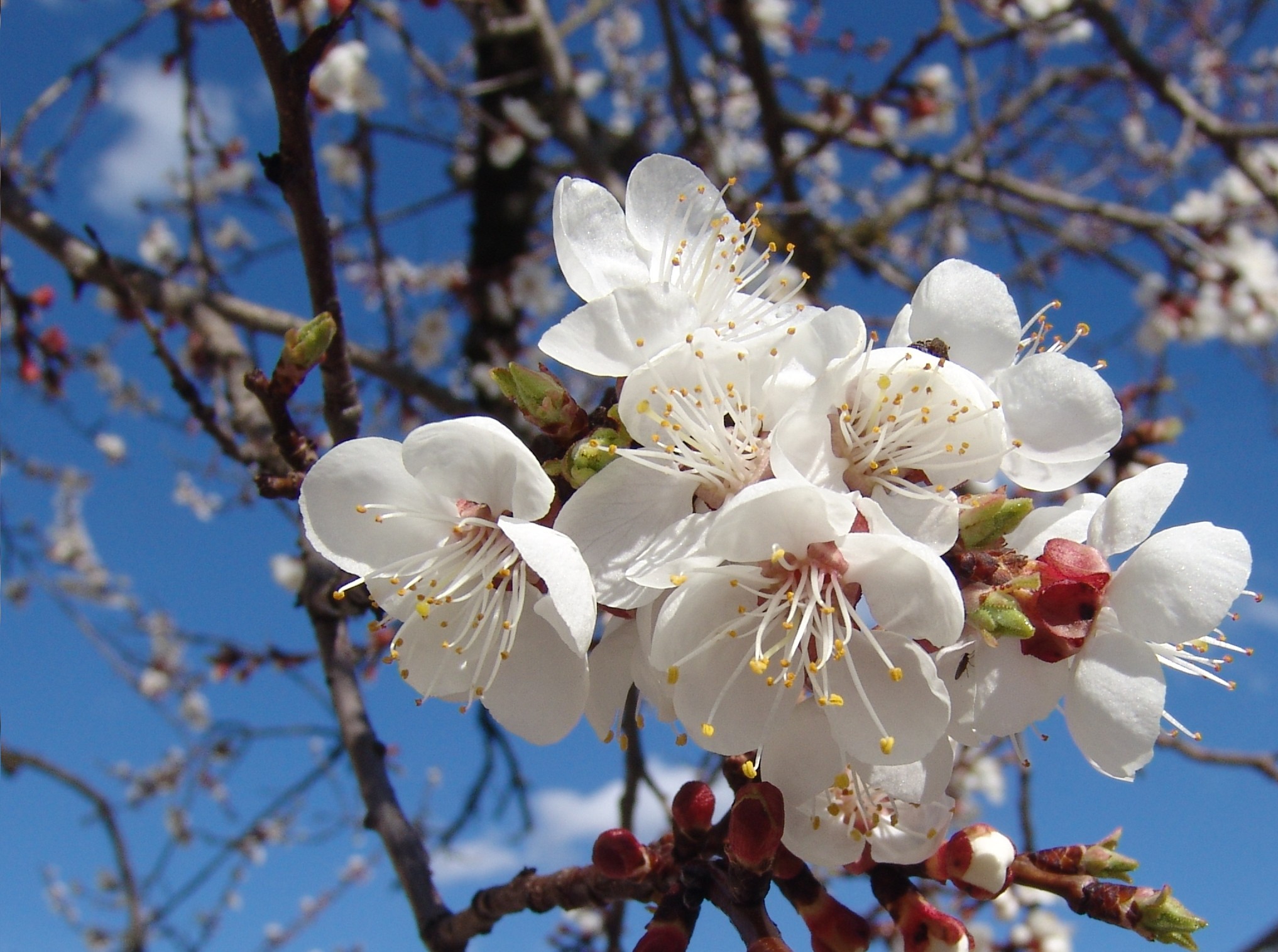 abricotier prunus armeniaca